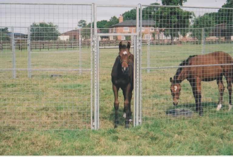 Claydon Foal Creep Claydon Horse Exercisers